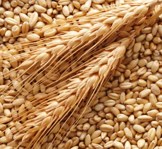 Зерно пшеничное Европа